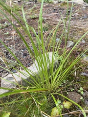 Eleocharis obtusa