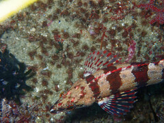 Oxylebius pictus
