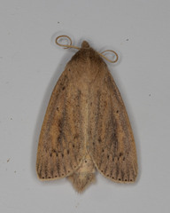 Globia oblonga