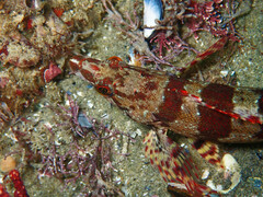 Oxylebius pictus