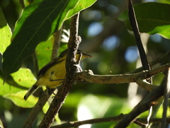 Todirostrum cinereum