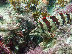 Oxylebius pictus