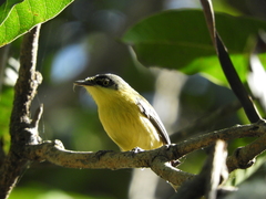 Todirostrum cinereum