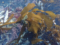 Eisenia arborea