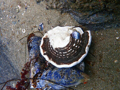 Megastraea undosa