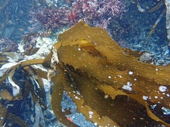 Eisenia arborea
