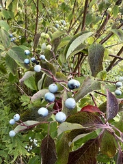 Cornus obliqua