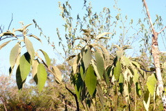 Solanum granulosoleprosum