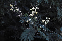 Senegalia bonariensis