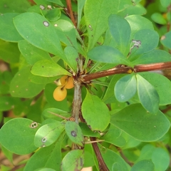 Berberis thunbergii