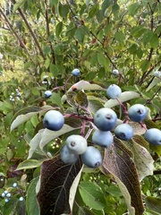 Cornus obliqua