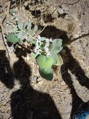 Calotropis procera
