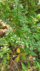 Berberis thunbergii