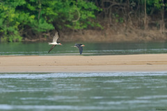 Rynchops niger cinerascens