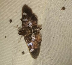 Desmia
