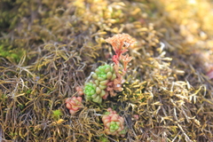 Sedum atratum