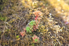 Sedum atratum