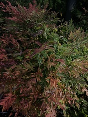 Nandina