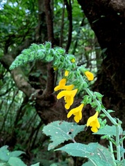 Salvia nipponica