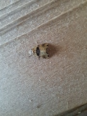 Cobubatha metaspilaris