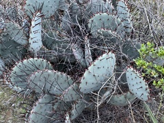 Opuntia macrocentra