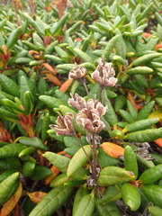 Rhododendron aureum