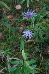 Lactuca sibirica