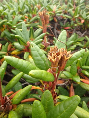 Rhododendron aureum