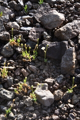 Stellaria edwardsii