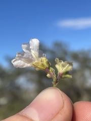 Mirabilis linearis linearis