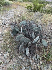 Opuntia macrocentra