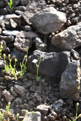 Stellaria edwardsii