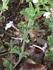 Salvia axillaris