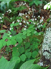 Thalictrum clavatum