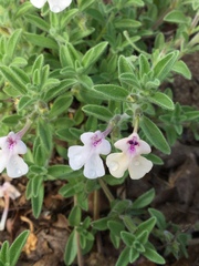 Salvia axillaris