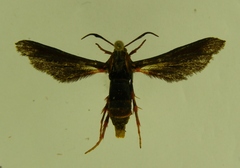 Sophona snellingi