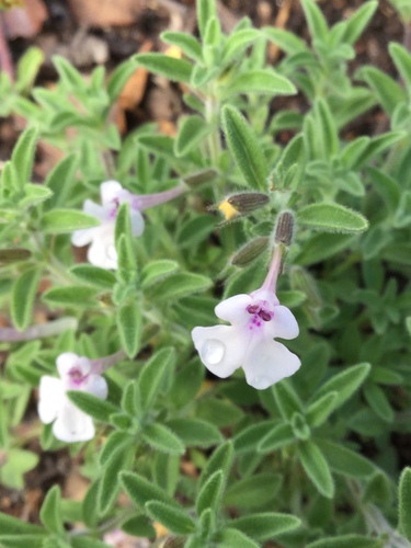 Image of Salvia axillaris by (c) Erick Vélez Sánchez, some rights reserved (CC BY)