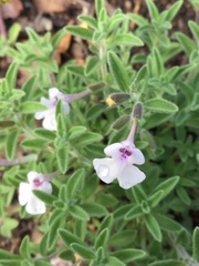 Salvia axillaris
