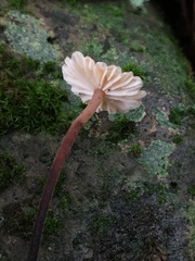 Marasmius
