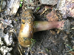 Cyanoboletus