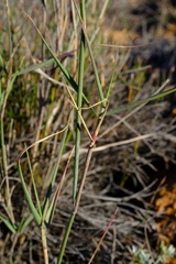 Ehrharta villosa