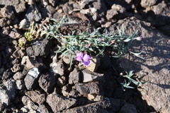 Dianthus repens