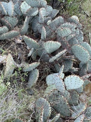 Opuntia macrocentra