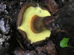 Cyanoboletus