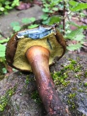 Cyanoboletus