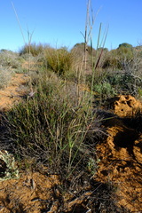 Ehrharta villosa