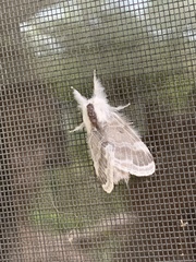 Tolype velleda