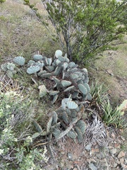 Opuntia macrocentra