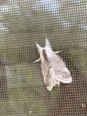 Tolype velleda