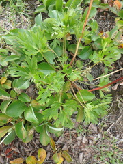 Anemonastrum sibiricum